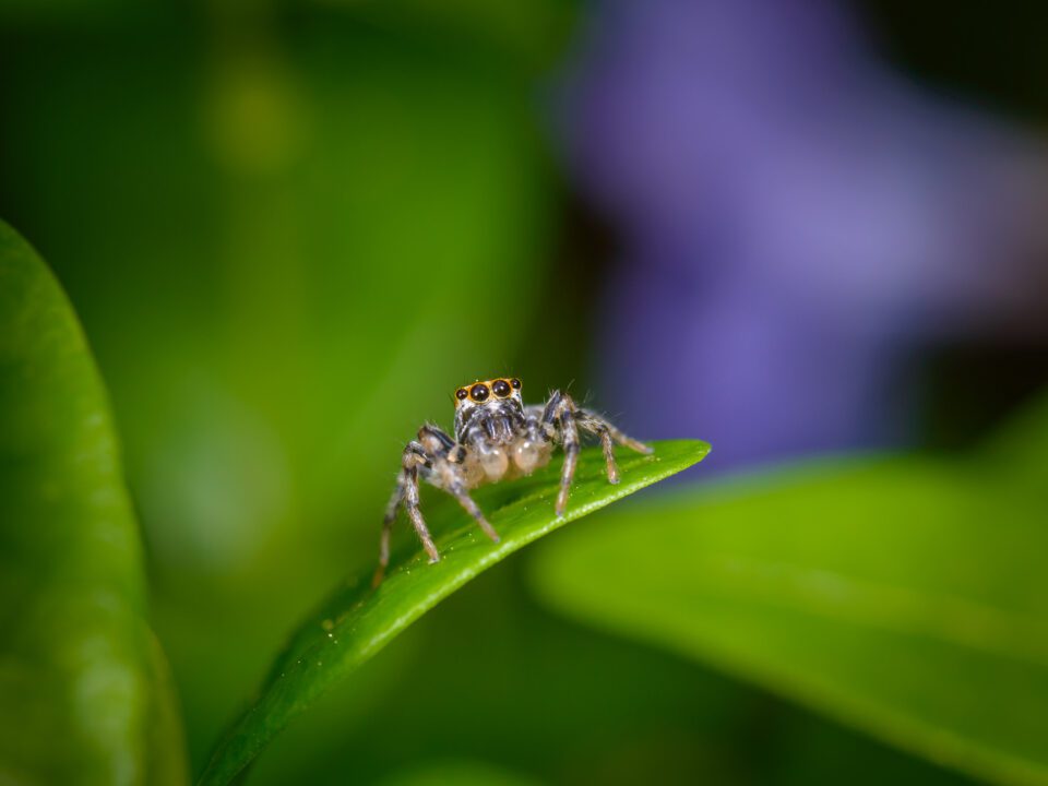 Jumping Spider Macro Photograph