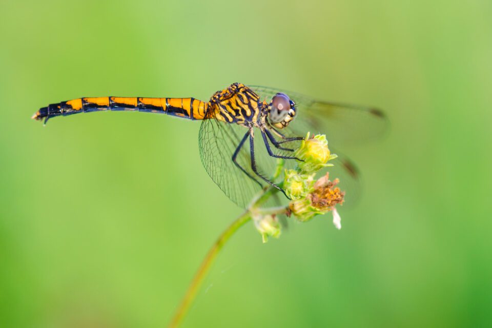 Orange Dragonfly against Green Background