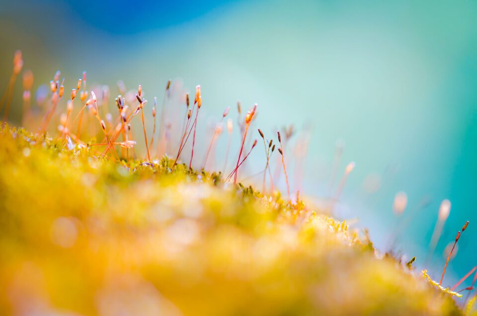 Macro Photo of Moss