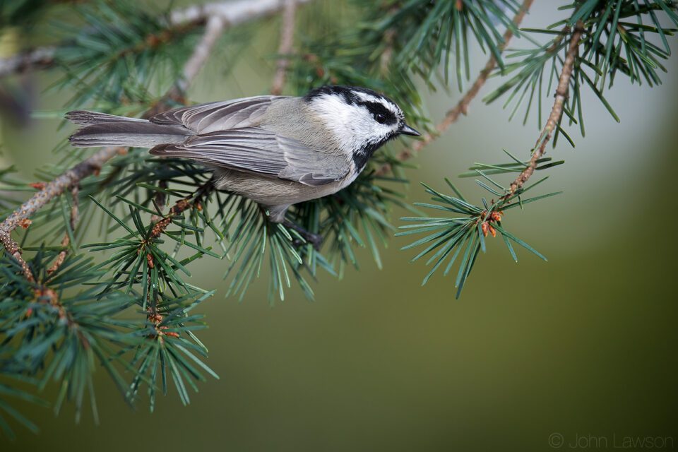 Mountain Chickadee 400mm f2.8E FL @ f2.8