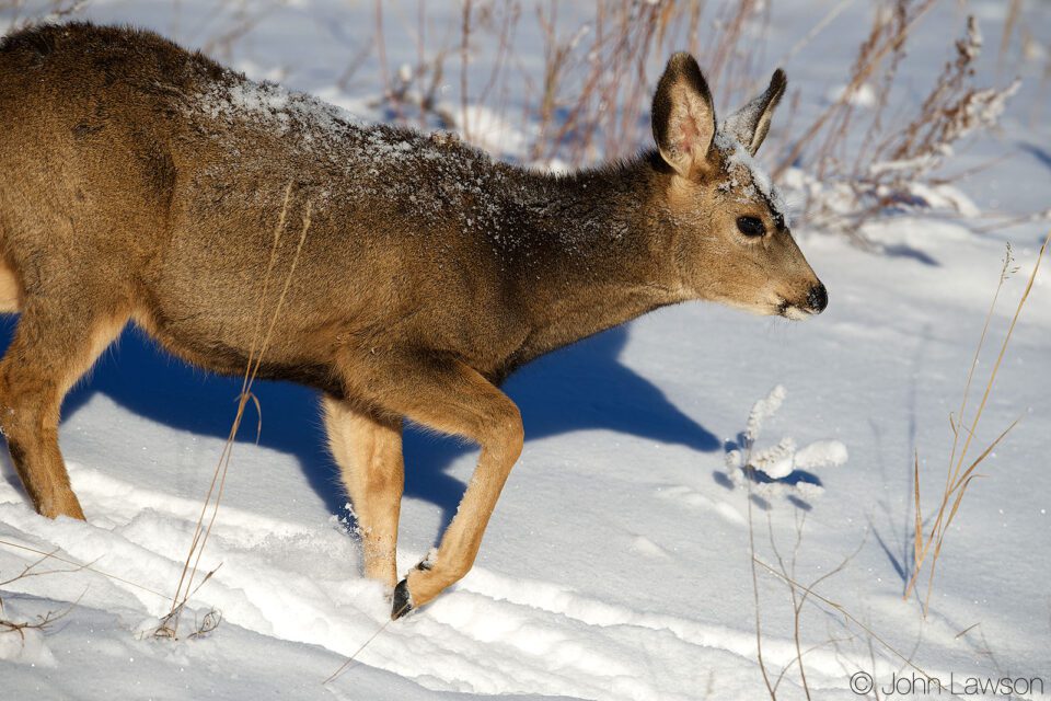 Mule Deer (2) 400mm f2.8E FL @ f5.6