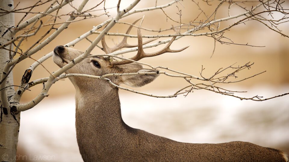 Mule Deer (3) 400mm f2.8E FL @ f2.8