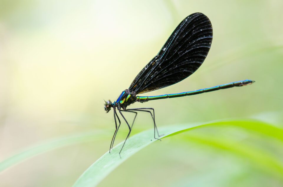 Damselfly and Green Background