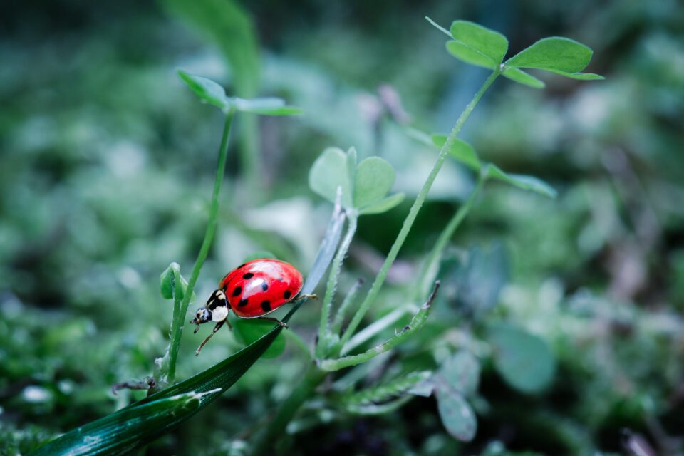 Ladybug Macro Picture