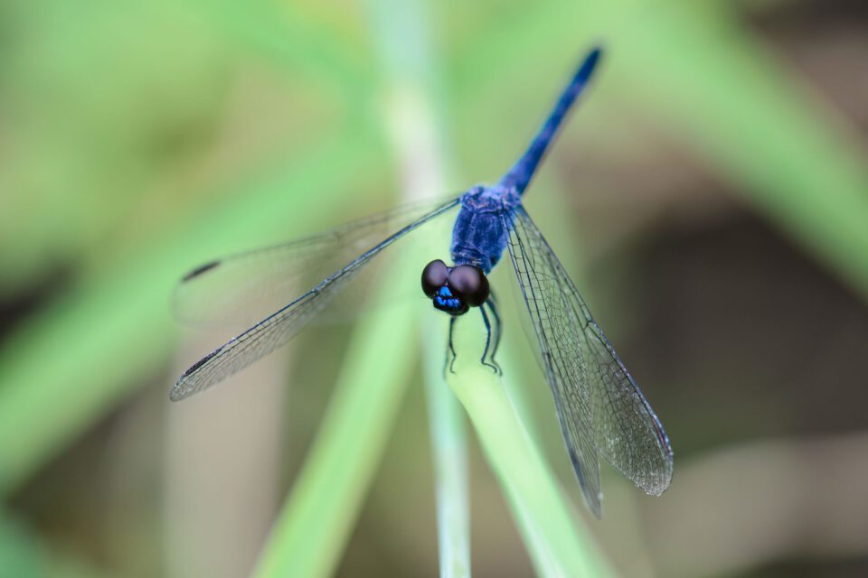 Dragonfly photograph