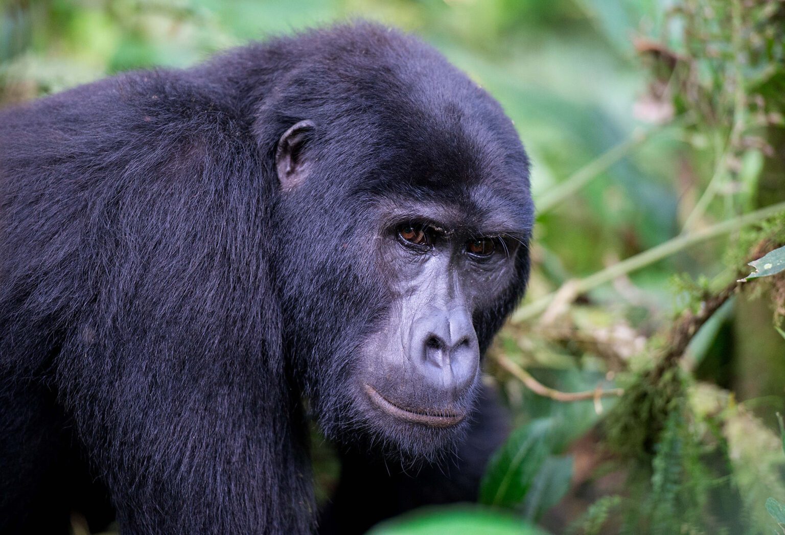 Gorilla Photography Tips