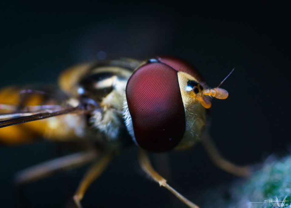 High Magnification Macro Photography On A Budget