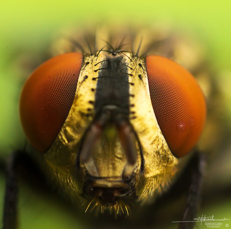 High Magnification Macro Photography on a Budget