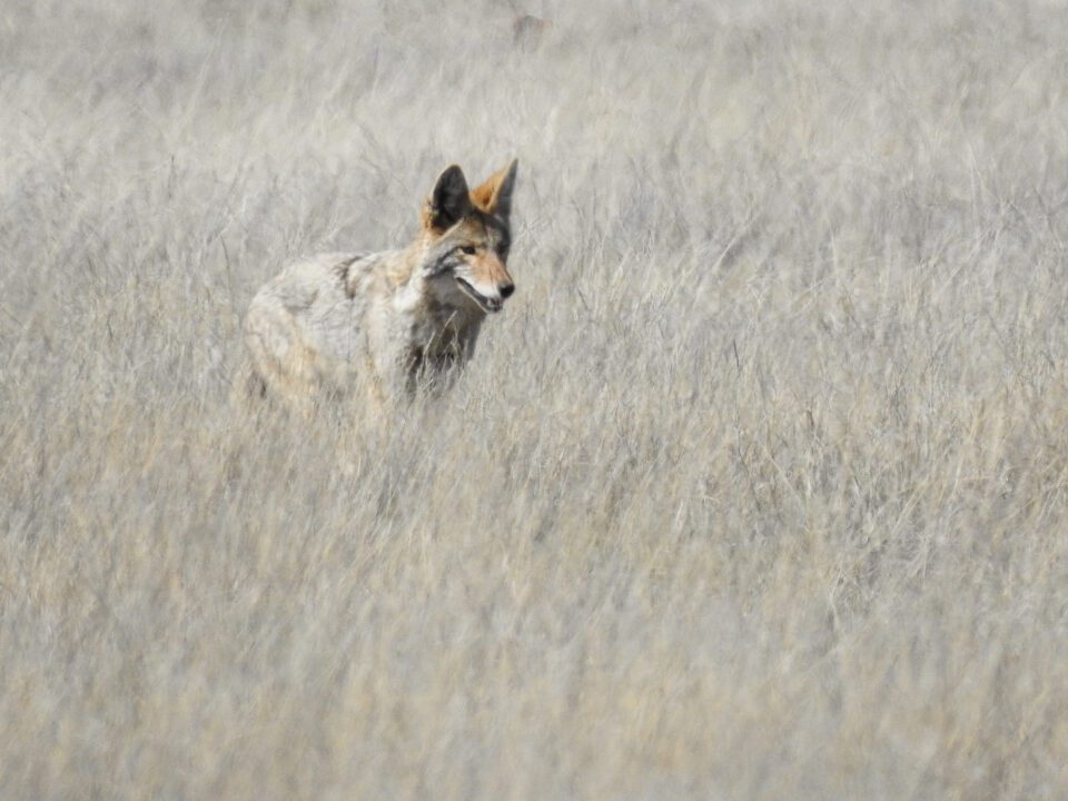 Verm-coyote-P900-1686