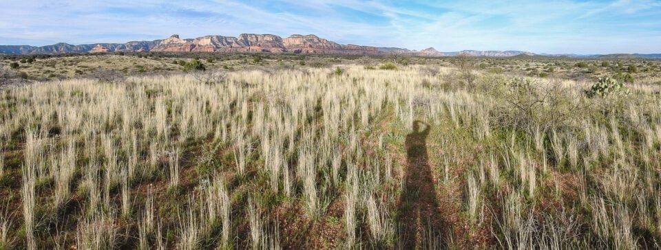 Verm-grassy-pano-P900-3100