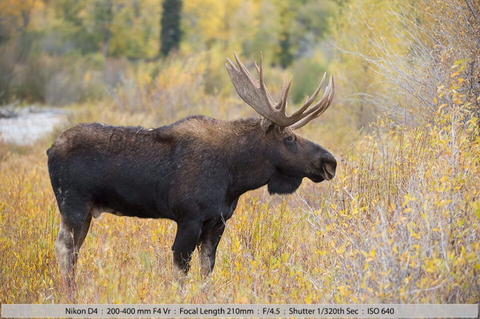 The Ultimate Wildlife Photography Tutorial - Photo Selection