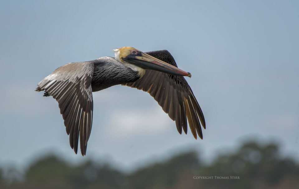 brown pelicans image 10