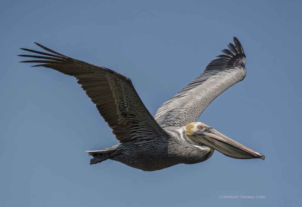brown pelicans image 11