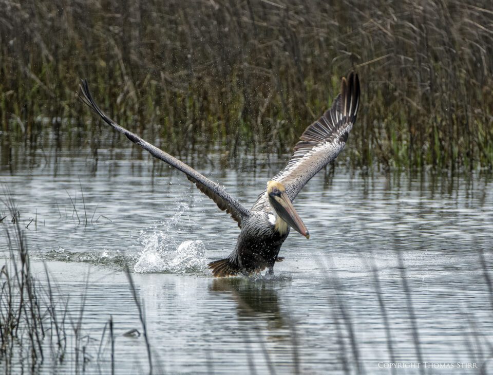 brown pelicans image 2