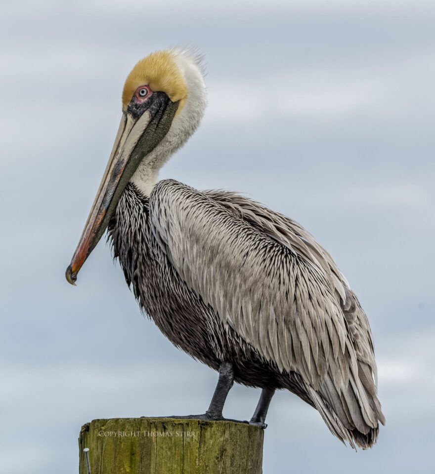 brown pelicans image 5
