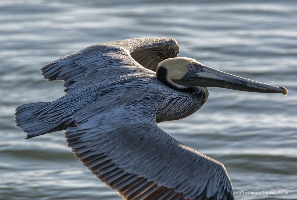 brown pelicans image 6