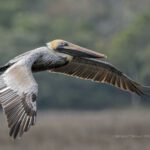 brown pelicans image 8