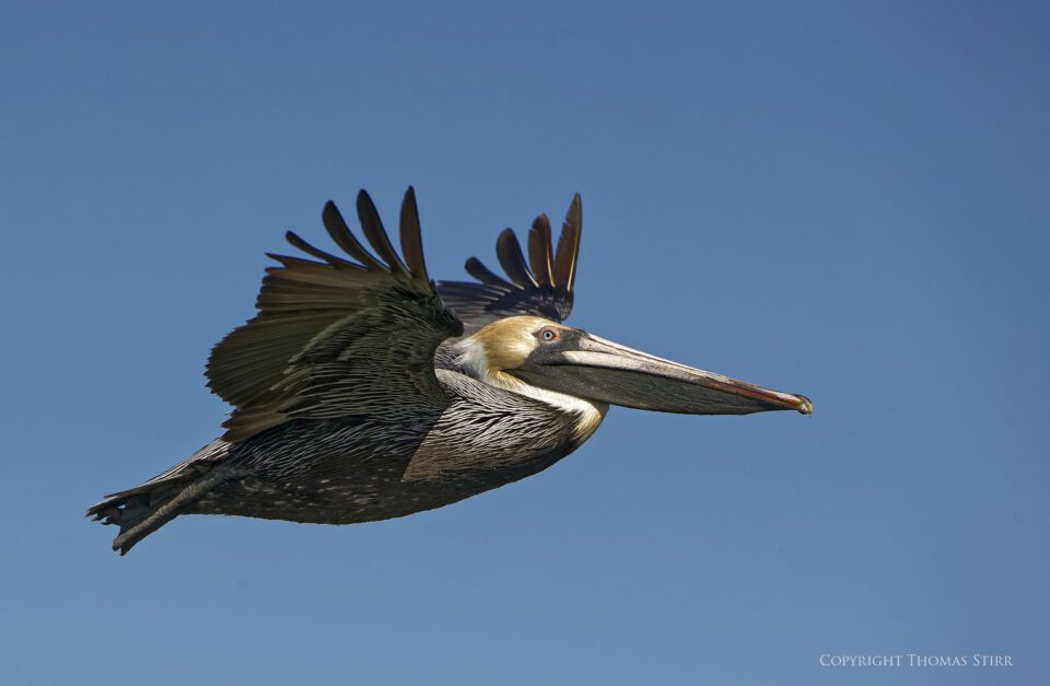 brown pelicans image 9