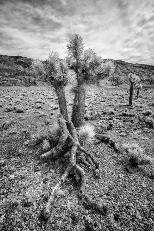 Death Valley Infrared (7)