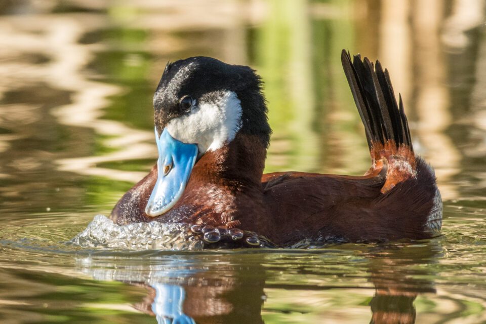 Verm-Ruddy-Duck-D7200-5838-2