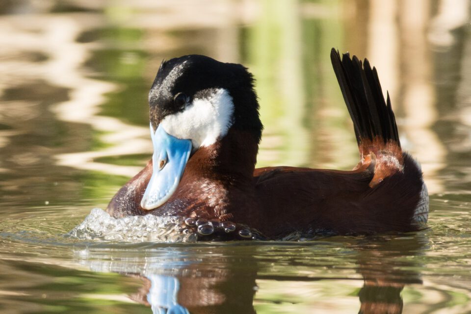 Verm-Ruddy-Duck-D7200-5838