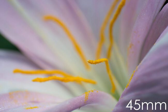 Focal Length In Reverse Lens Macro Technique