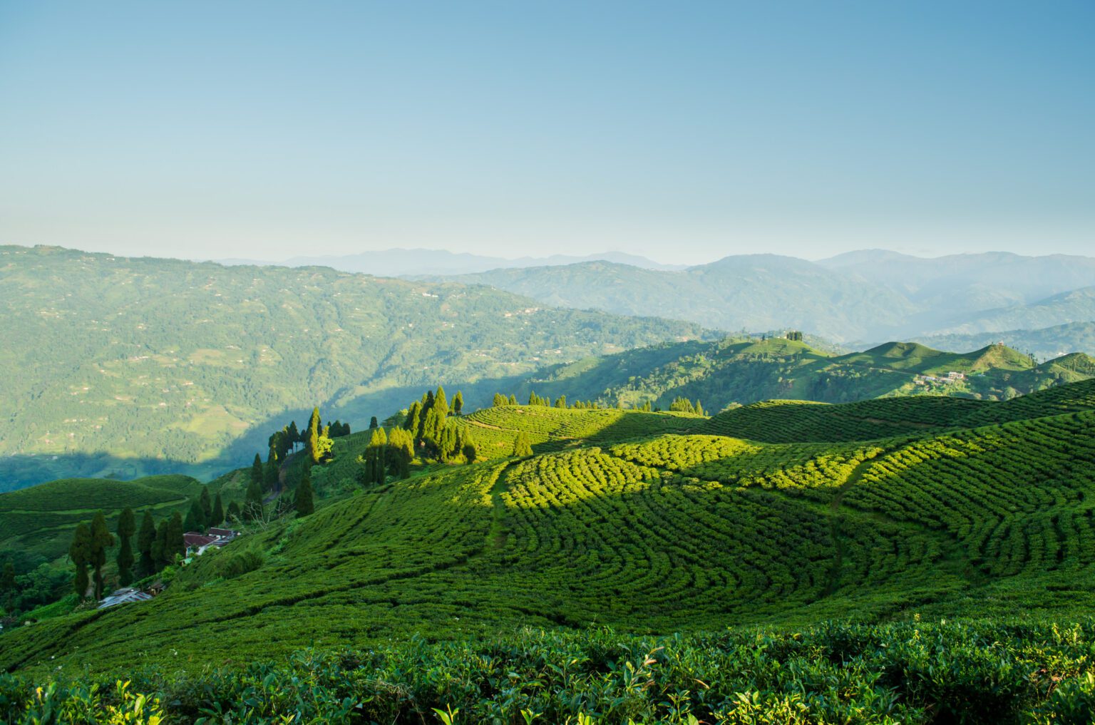 Kanyam Tea Gardens - Best Photo Spots