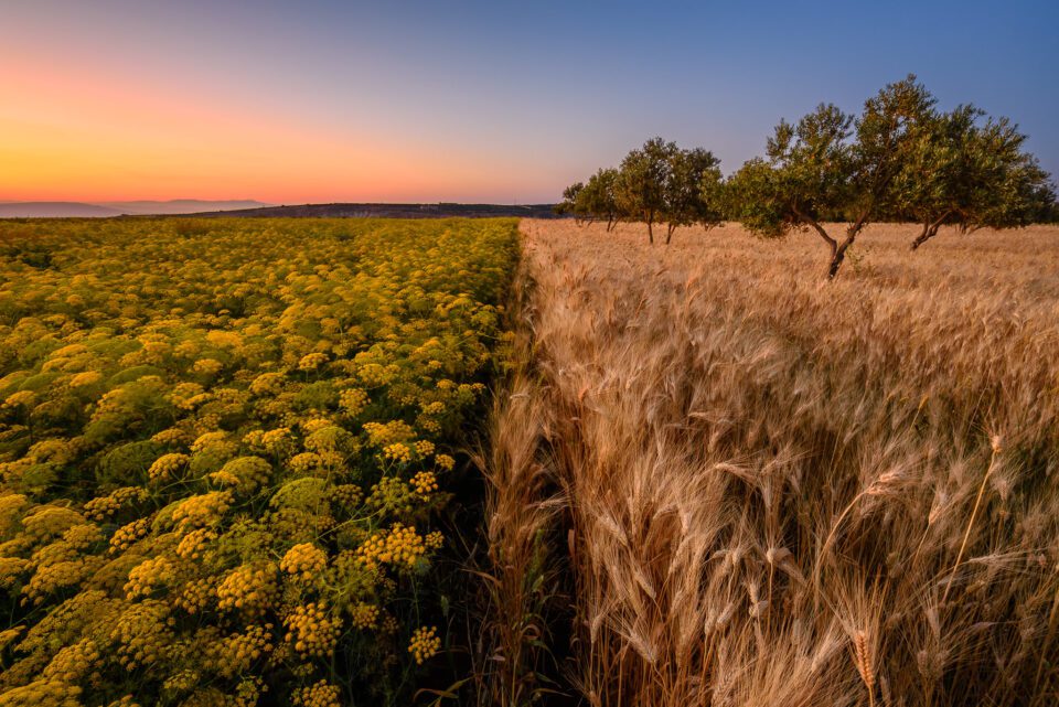 An image of a field in Ajloun, Jordan, captured with an ultra-wide angle lens
