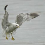 BIF-cropping-image-13