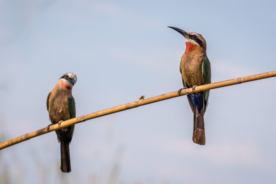 CH Bee-eaters