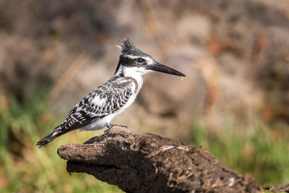 CH Pied Kingfisher