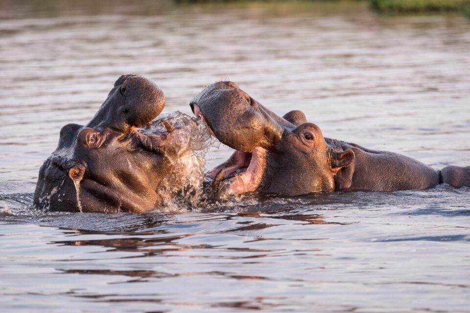 CH hippos