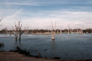 Murray River #1