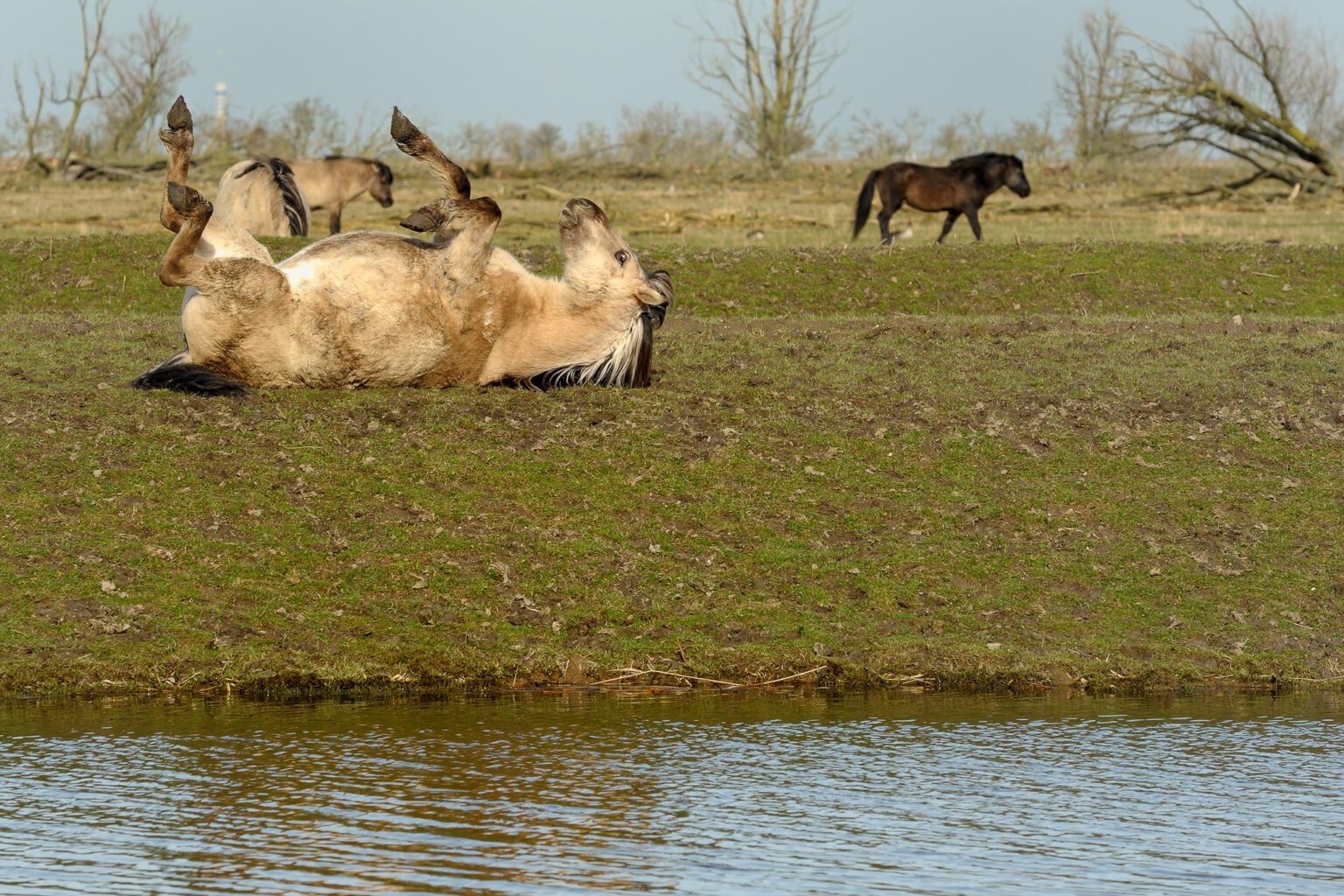 oostvaardersplassen tour