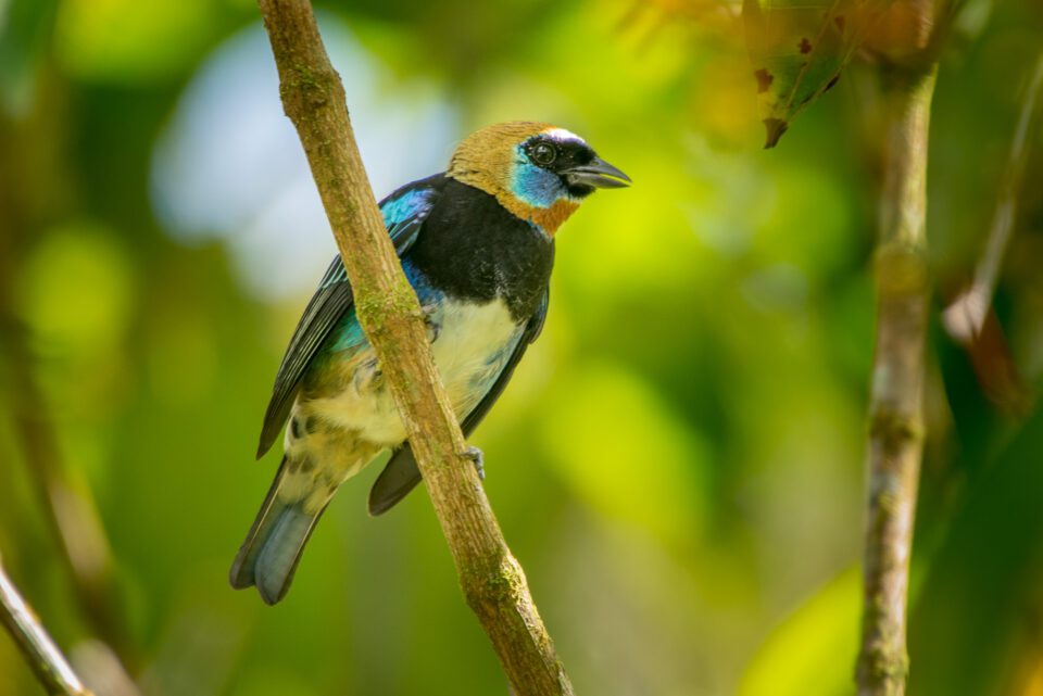 Golden-hooded-Tanager