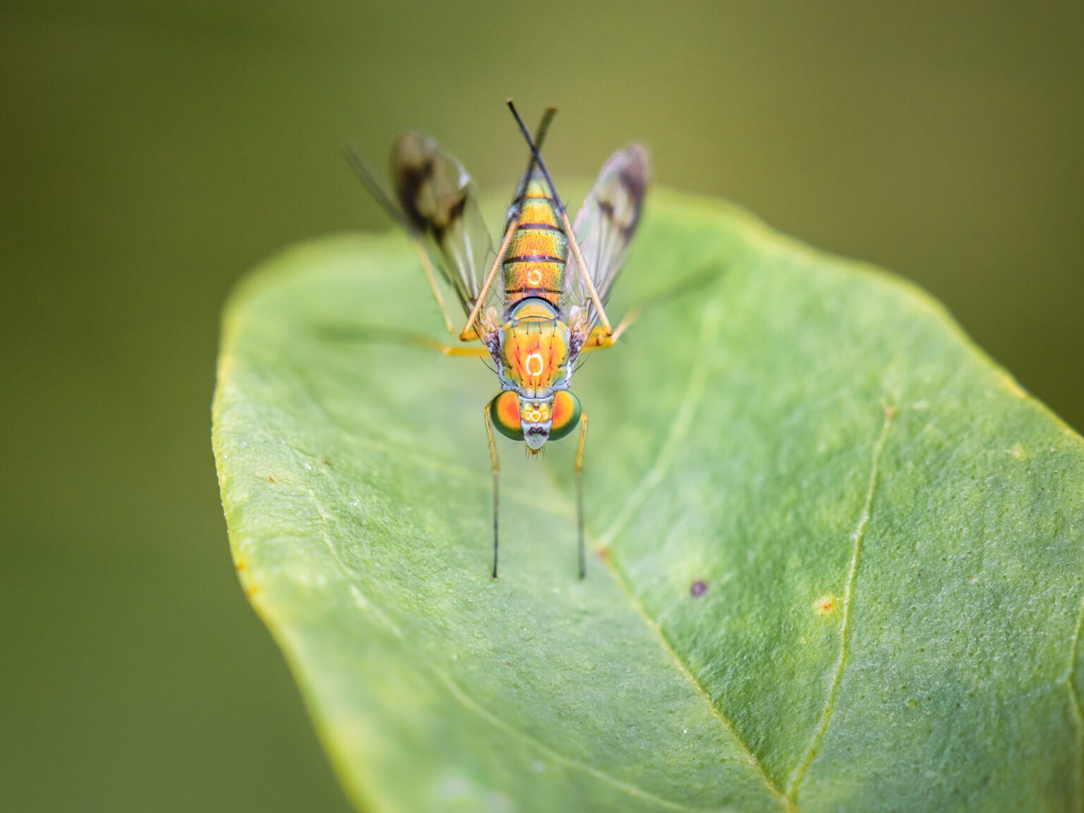 macro-photography-lighting-tutorial