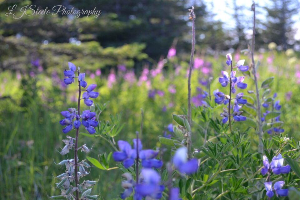 Fireweed and Lupine dot the countryside along with a multitude of other wild flowers.