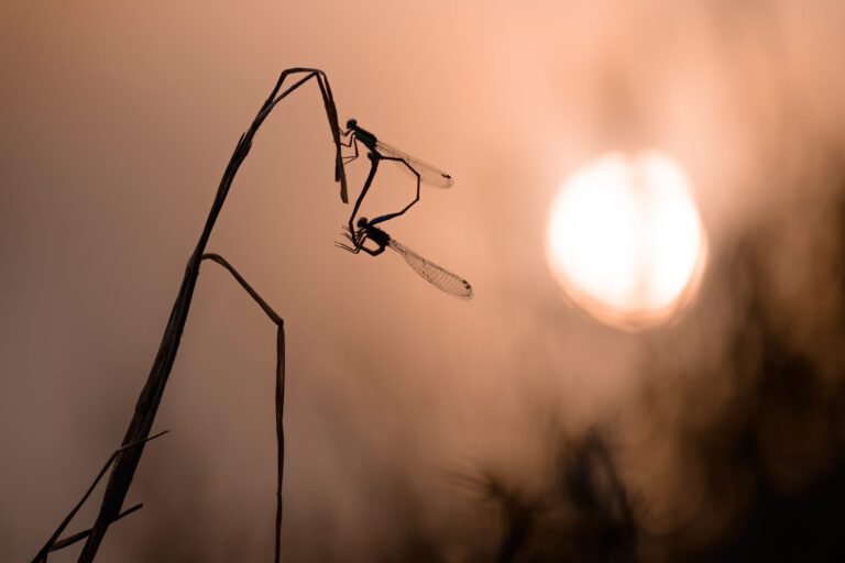 Macro Photography Lighting Tutorial Natural Lighting