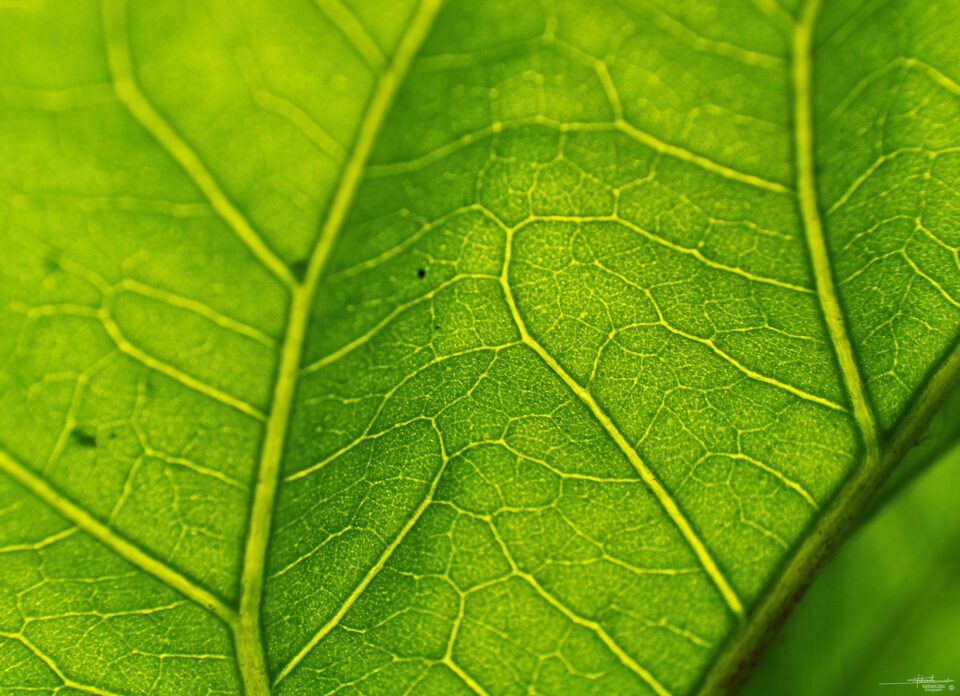 Focal Length in Reverse Lens Macro Technique