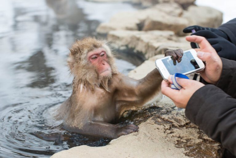 Jigokudani Snow Monkey Park Best Photo Spots