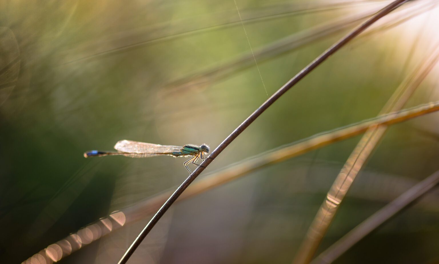  Macro Photography Lighting  Tutorial Natural Lighting  