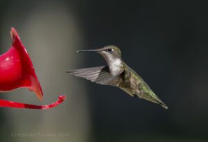 hummingbird 4