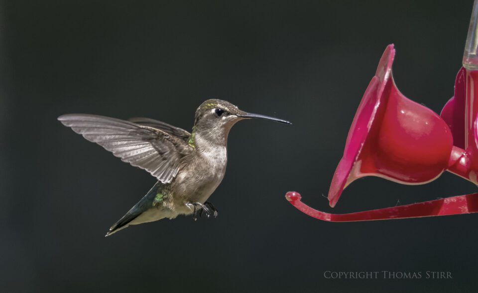 hummingbird 8