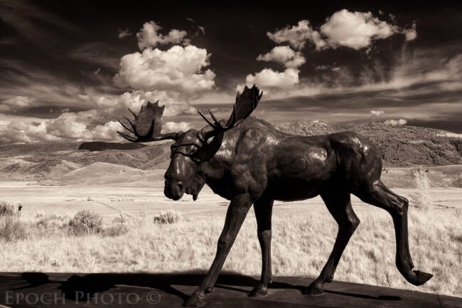 Infrared Moose, Jackson, WY