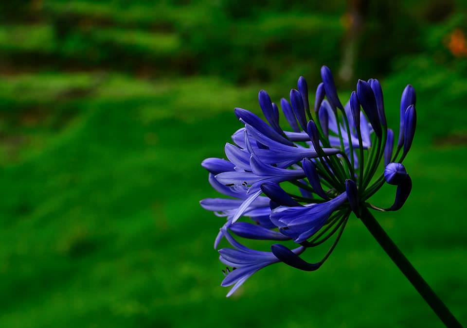 Chowbatia-garden_Acanthus-Lily