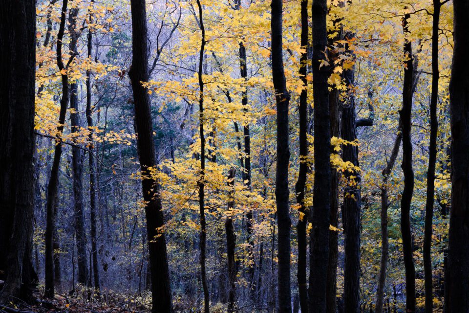  Colores de otoño