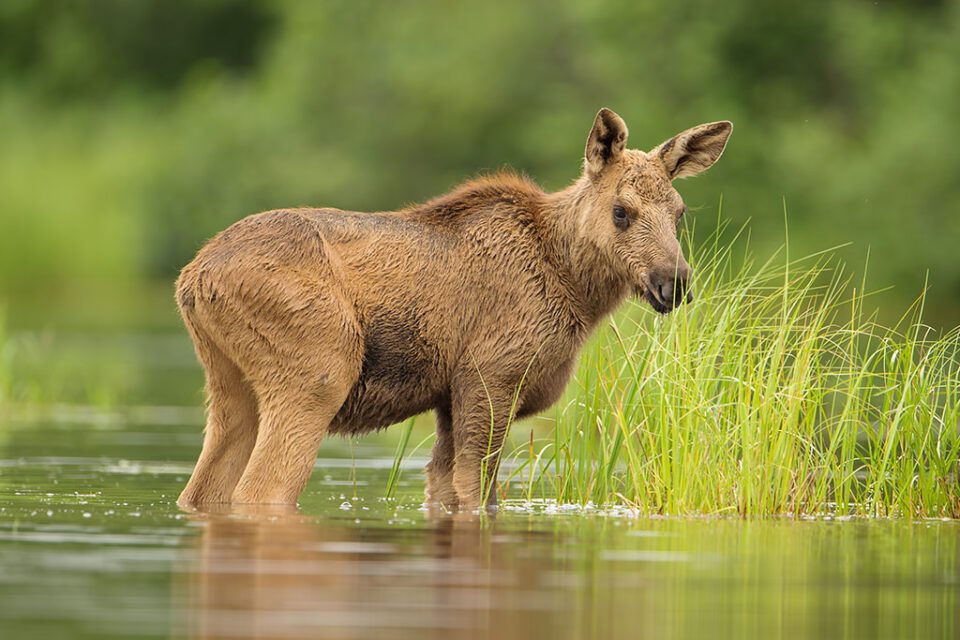 Calf Moose in Lake