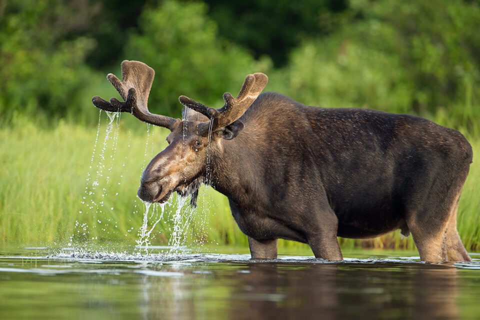 Bulll Moose Feeding in Lake