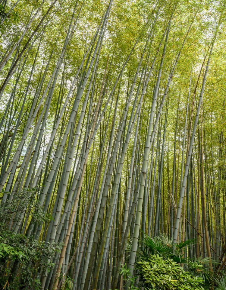 Bamboo forest at Fushimi Inari
