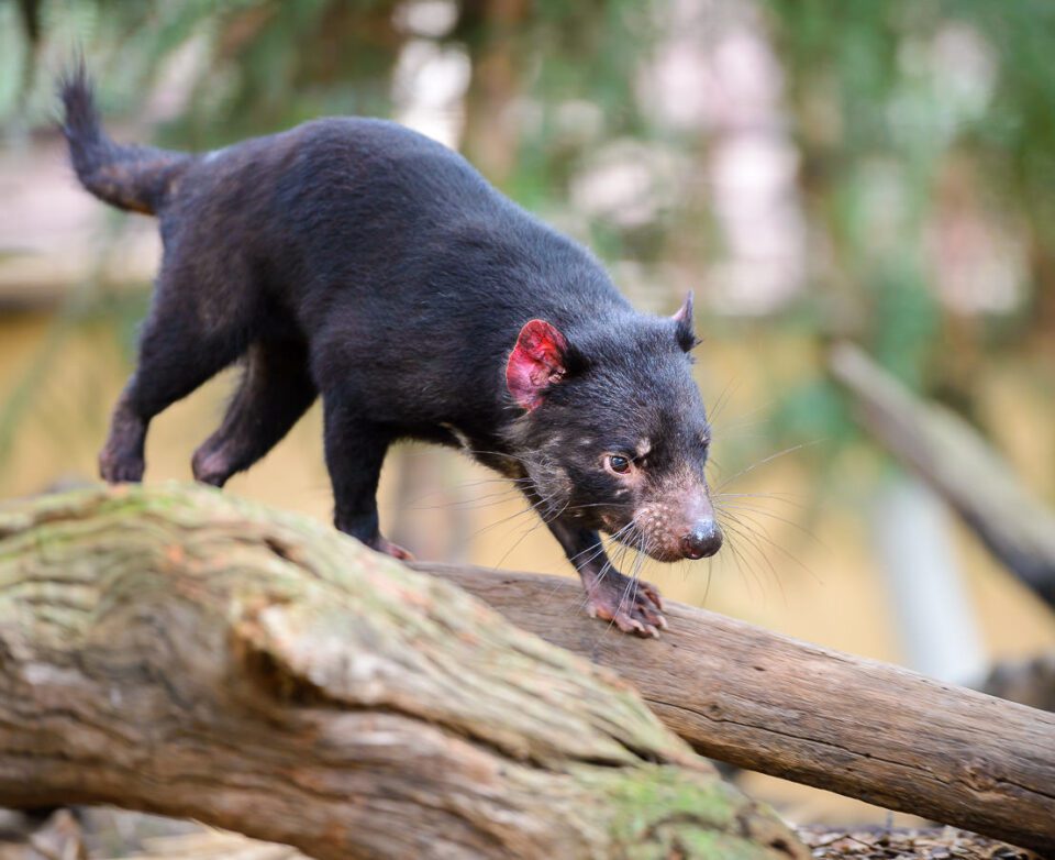 Tasmanian devil at Featherdale Wildlife Park